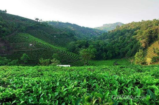 普洱茶的美丽传说