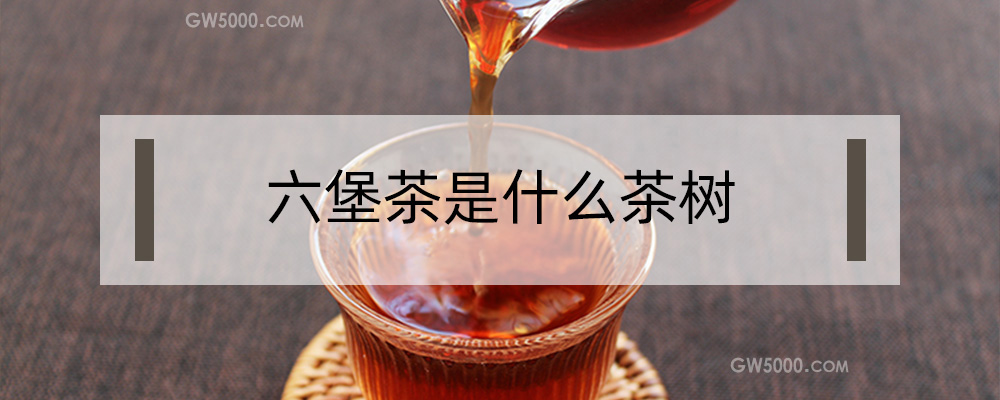 六堡茶是什么茶树