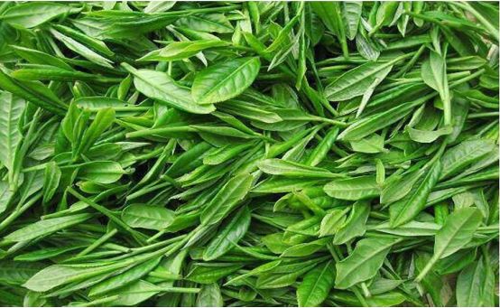 涌溪火青茶哪里有卖的？涌溪火青茶该如何保存？