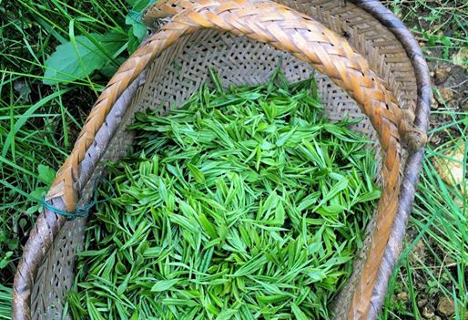 汀溪兰香是什么茶？学会这些方法，让你喝出它的真味道！