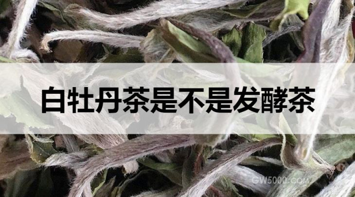 白牡丹茶是不是发酵茶？