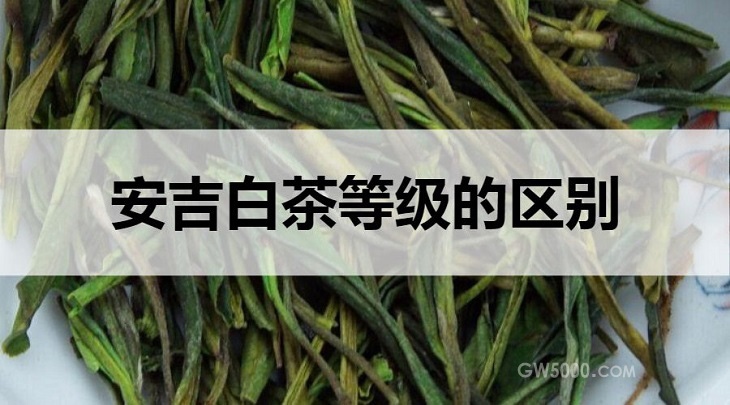 安吉白茶等级的区别