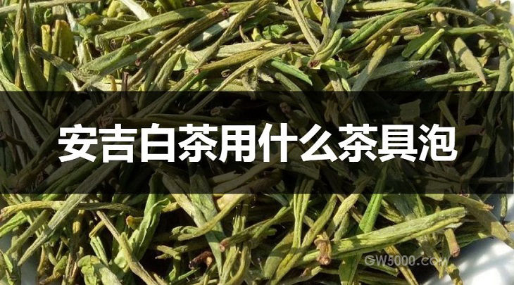 安吉白茶用什么茶具泡？
