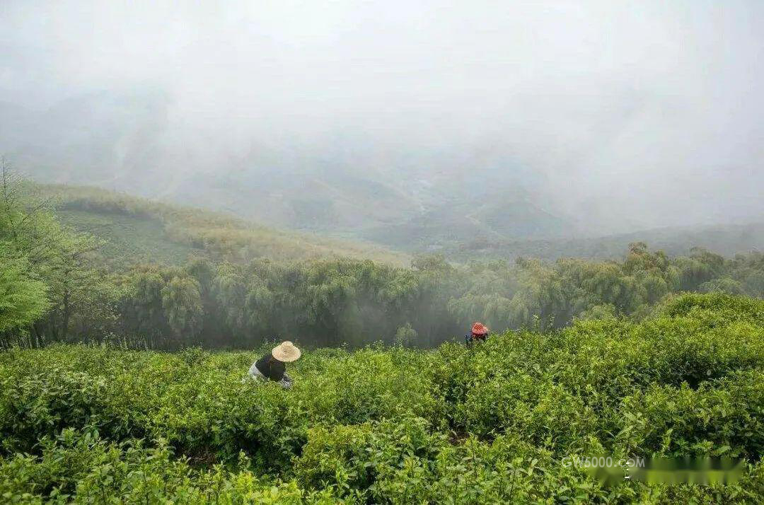 茶知识：莫干黄芽