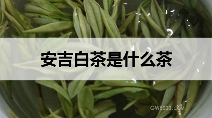 安吉白茶是什么茶？
