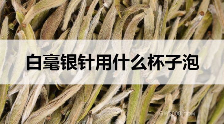 白毫银针用什么杯子泡？