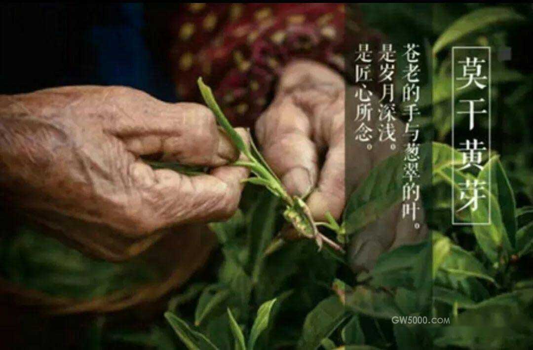 茶知识：莫干黄芽