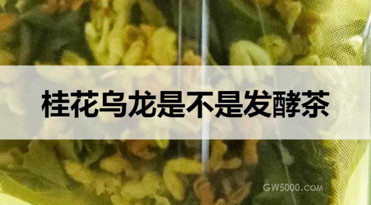桂花乌龙茶是不是发酵茶？