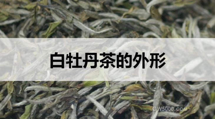 白牡丹茶的外形特征