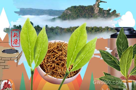 金骏眉属于什么茶？（红茶）