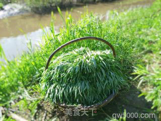 凉拌柳蒿芽的做法步骤：1