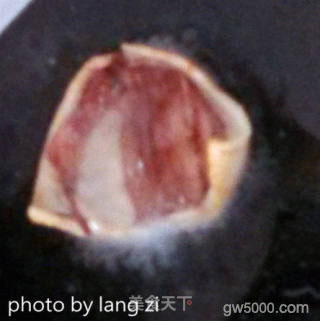 客家小吃————清蒸萝卜丸的做法步骤：4
