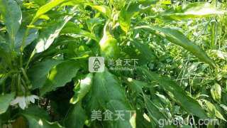 葱爆羊肉的做法步骤：10