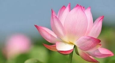 佛教为何选莲花当做圣物?