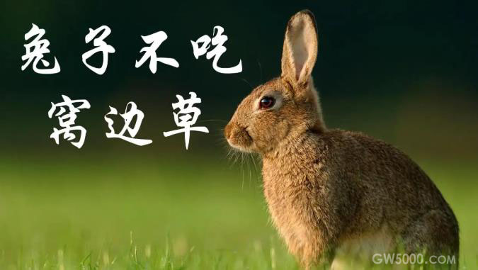 “兔子不吃窝边草”由来是什么 