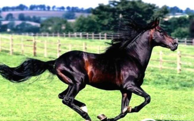汗血宝马的起源 ，历史上的汗血宝马存在过吗