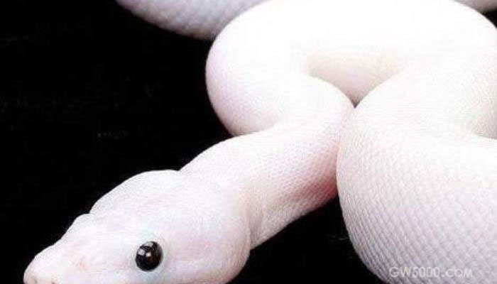 白蛇报恩——民间故事